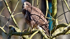 Mäusebussard (14).jpg